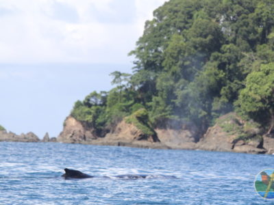 whale watching in costa rica