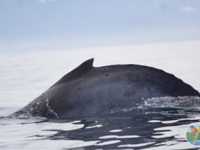 whale watching in CR