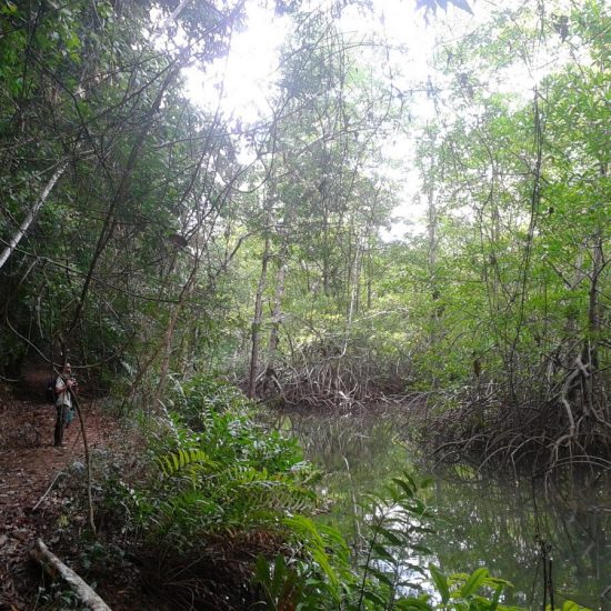 mangrove tour costa rica