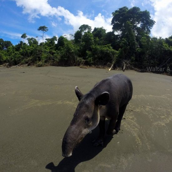 san pedrillo tapir
