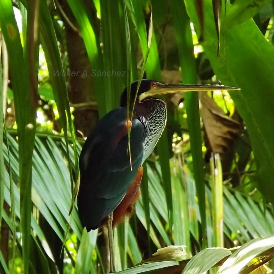 agami heron