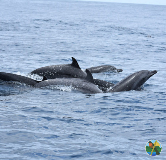 costa rica dolphins