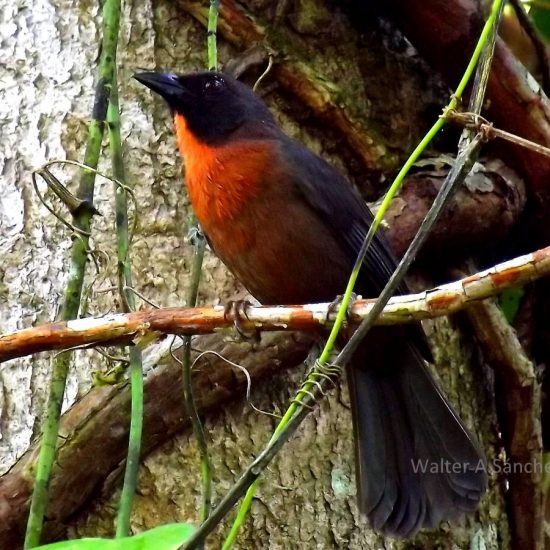 black cheeked ant tanager