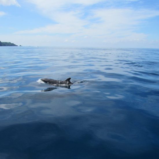drake bay dolphin
