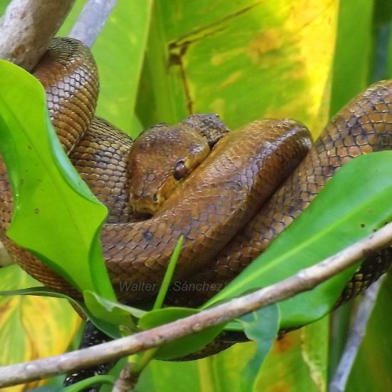 Mangrove boa