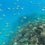 cano island snorkeling