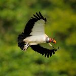 king vulture square