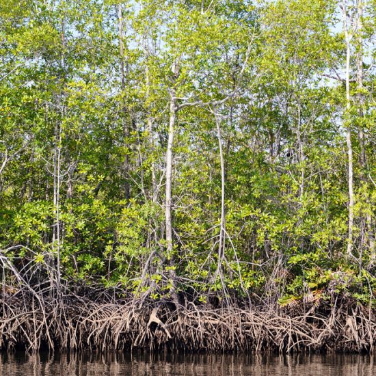 costa rica mangrove