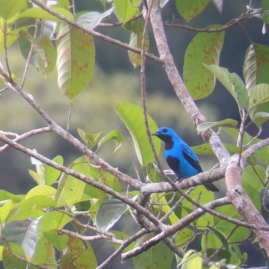 turquoise cotinga