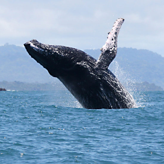 whale watching costa rica