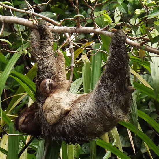 sloth drake bay