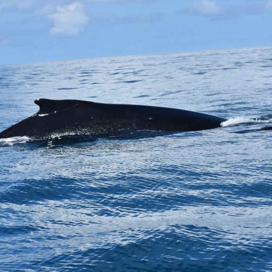 Whale Watching Costa Rica | Drake Bay Whale Watching Tour