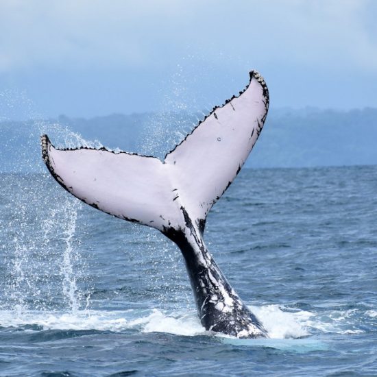 whale watching osa peninsula