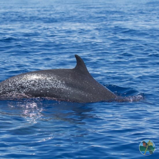 costa rica dolphin