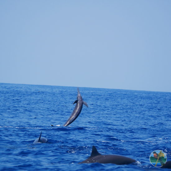 costa rica spinner dolphin