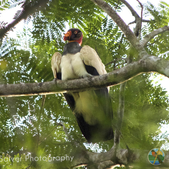 king vulture