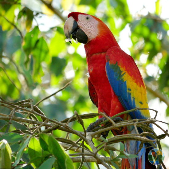 scarlet macaw