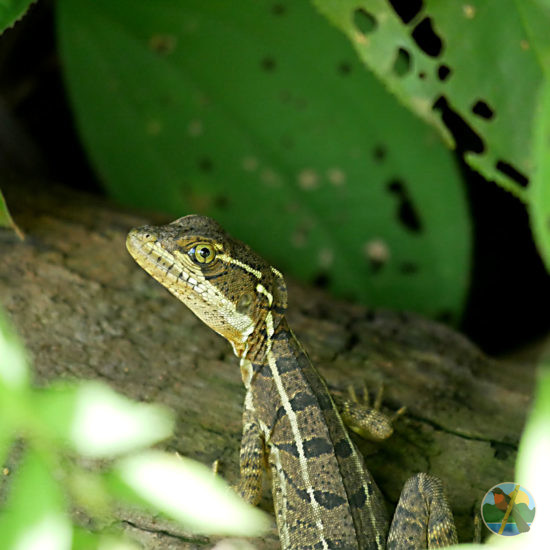 corcovado national park