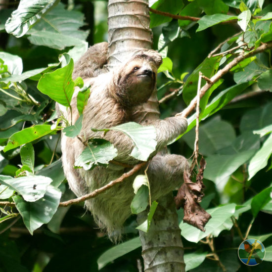 costa rica sloth