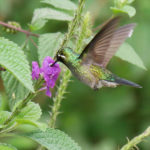 costa rica hummingbird