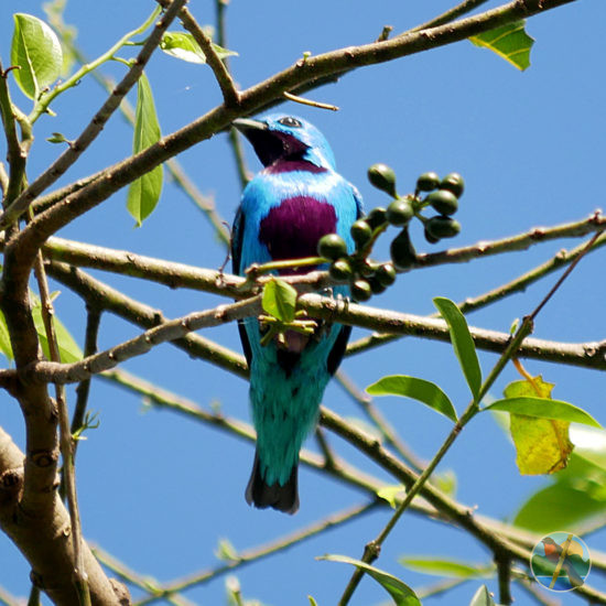 turquoise cotinga