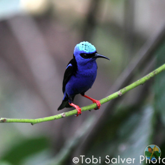 Red-Legged-Honeycreeper